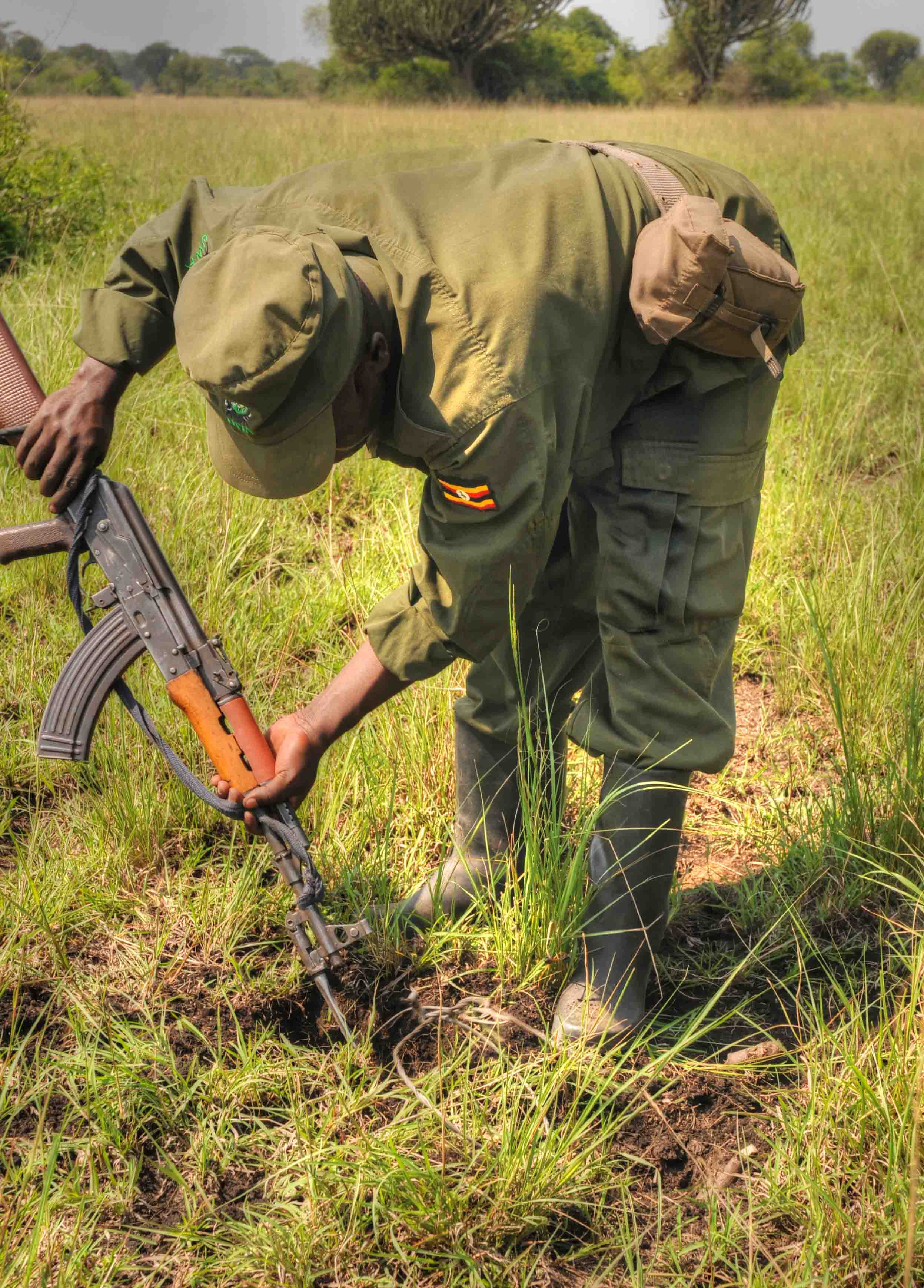Image: Guard removing snare (credit: Dr Andrew Plumptre, Wildlife Conservation Society)
